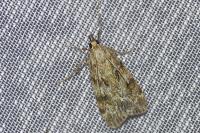 Scoparia ambigualis/basistrigalis