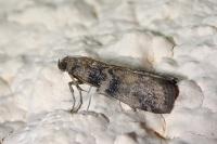 Euzophera pinguis