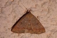 Zanclognatha lunalis