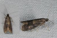 Glyptoteles leucacrinella