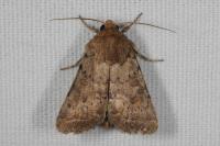 Hoplodrina octogenaria/blanda