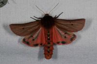 Phragmatobia fuliginosa