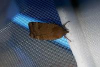 Noctua interposita