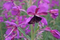 Pyrausta coracinalis