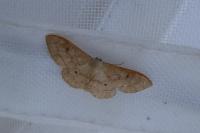 Idaea rubraria