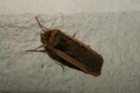Ochropleura leucogaster