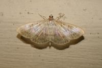 Patania ruralis