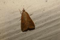 Udea ferrugalis