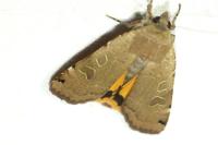 Noctua orbona