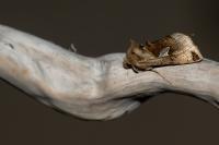 Autographa aemula