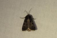 Chersotis andereggii