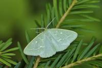 Thetidia smaragdaria