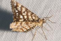 Chiasmia clathrata