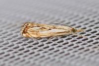 Catoptria falsella