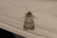 Standfussiana lucernea cataleuca