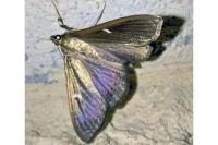 Cydalima perspectalis