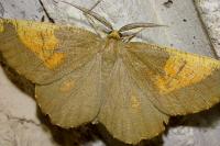 Angerona prunaria