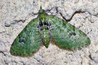 Chloroclystis v-ata