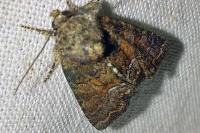 Oligia
