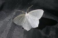 Jodis lactearia