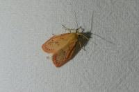Miltochrista miniata