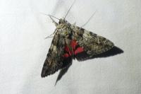 Catocala promissa