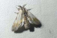 Harpyia milhauseri