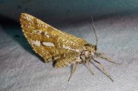 Bupalus piniaria