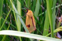 Diacrisia sannio