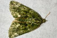 Chloroclysta siterata