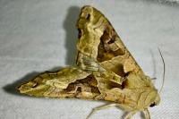 Phlogophora meticulosa