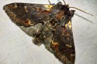 Notodonta dromedarius
