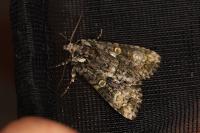 Craniophora ligustri