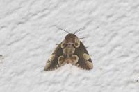 Thyatira batis