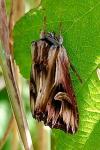 Actinotia polyodon