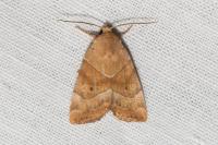 Cosmia trapezina