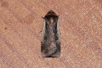 Ochropleura plecta