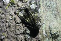 Craniophora ligustri