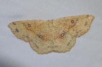 Cyclophora porata
