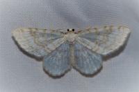 Asthena albulata