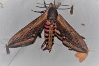 Sphinx ligustri