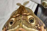 Saturnia pavonia