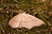Cyclophora linearia