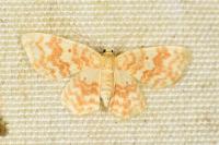 Hydrelia flammeolaria