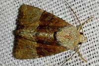 Mesoligia furuncula