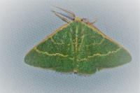 Microloxia herbaria