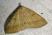 Zanclognatha lunalis