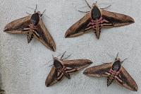 Sphinx ligustri