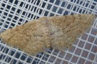 Idaea belemiata helianthemata