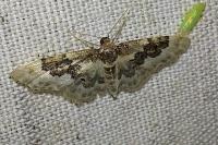 Idaea rusticata